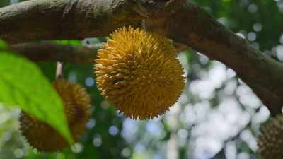 Packed with vitamins
and calories, - The Secret Lives of Animals