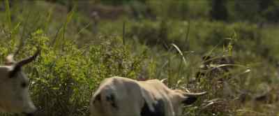 Paddington? - Mowgli: Legend of the Jungle