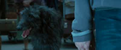 Padfoot. - Harry Potter and the Order of the Phoenix