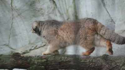 Pallas' cats are
special animals, - Secrets of the Zoo