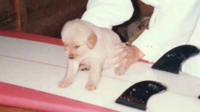 [Pamela] "I got my new dog, Star, today." - Pamela, A Love Story
