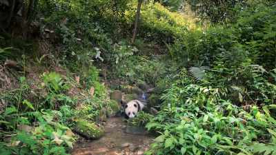 Pandas explore with their nose, - Pandas
