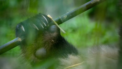 Pandas have evolved a unique
thumb-like lump on their wrist - A Year on Planet Earth