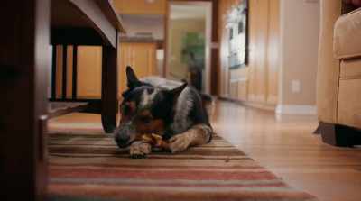 [panting] - Pups Alone