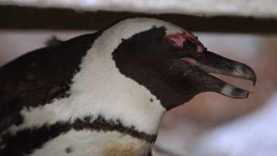 Panting, - Penguin Town