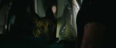 [panting and whining] - Dog