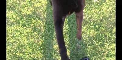 ¶ Excitations... ¶ - Koko: A Red Dog Story