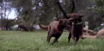 ¶ I should stay - Koko: A Red Dog Story