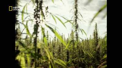 ¶¶ - America's War on Drugs