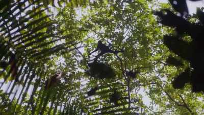 ¶ - Lost Cities of the Amazon