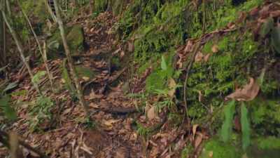 ¶ - Lost Cities of the Amazon