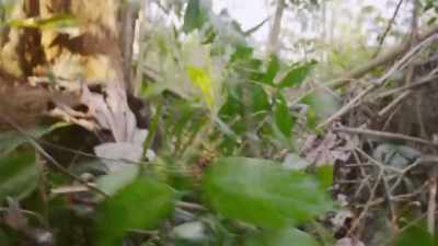 ¶ - Lost Cities of the Amazon