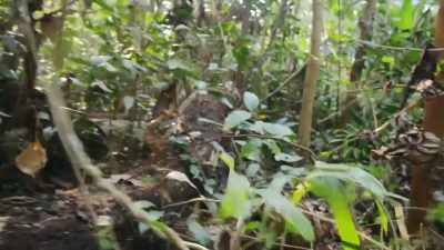 ¶ - Lost Cities of the Amazon