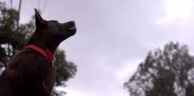 ¶ Take me to the April sun
in Cuba - Koko: A Red Dog Story