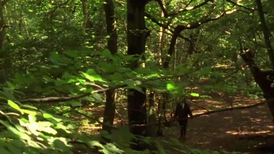 Paradisea liliastrum. - Midsomer Murders