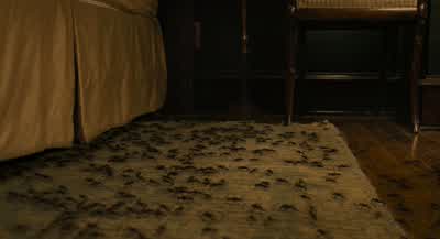 Paraponera clavata. - Ant Man