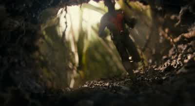 Paratrechina longicornis. - Ant Man