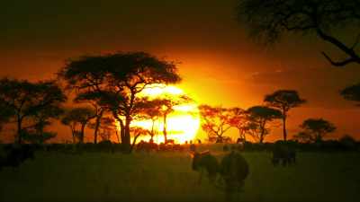 Parenthood brings its own rewards, - Serengeti