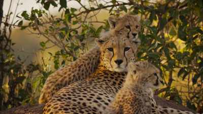 Parents have their work cut out,
preparing their young... - Super/Natural