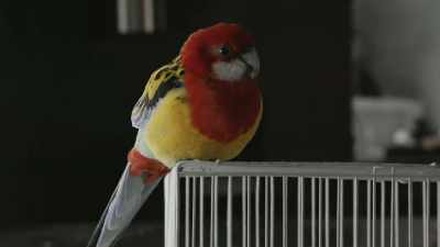 [parrot chirping] - A Decent Home