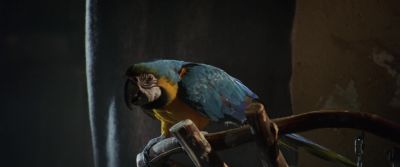 Parrot I see dead people - Eight Legged Freaks