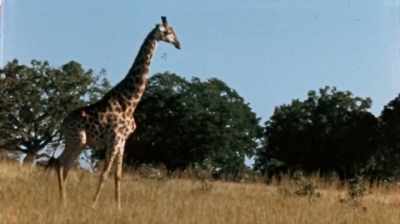 Part of it is because - The Woman Who Loves Giraffes