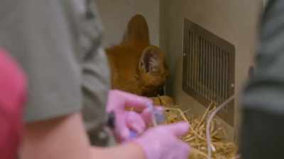 Part of that is the shock, - Secrets of the Zoo