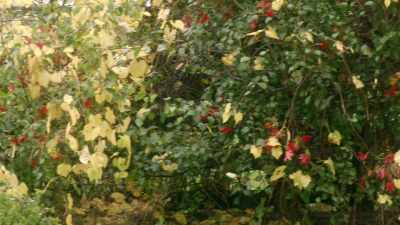 partes-tres-quaram - Anne of Green Gables: Fire & Dew