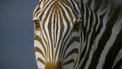 ..particularly as they live
in a world - Attenborough's Life in Colour