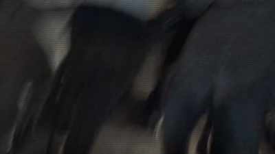 [partygoers shouting] - The Afterparty