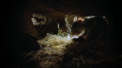 Passed down from mother to daughter, these dens can be centuries old. - Tiny World