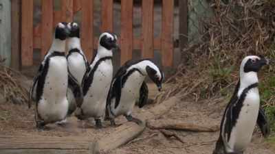 past the gate, - Penguin Town
