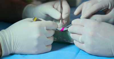Patch the hole with stem cell material, - White Rabbit Project