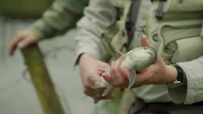 PAUL:
Beautiful rainbow trout - Mortimer & Whitehouse: Gone Fishing