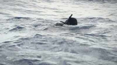 Paul heads towards
shore as fast as he can. - Shark Attack Files