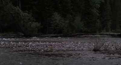 Pauley! - A River Runs Through It