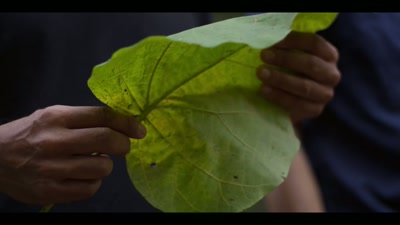 Paulownia is light, it has flexibility,
and it doesn't absorb much water. - Chasing Waves