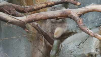 Paval, on the other hand,
he's more active. - Secrets of the Zoo