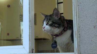 Paws don't fail me now - A Talking Cat!?!