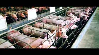 PCBs have been 
banned since the '70s - What the Health