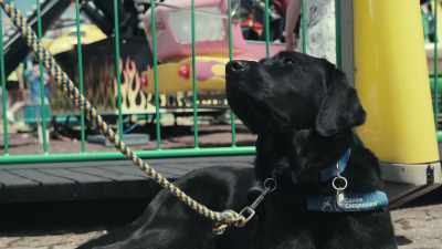 Peabody is a very, very stable boy. - Inside the Mind of a Dog