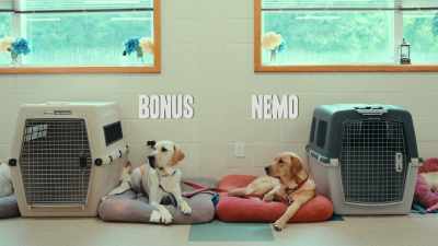 Peabody, Bonus, and Nemo - Inside the Mind of a Dog