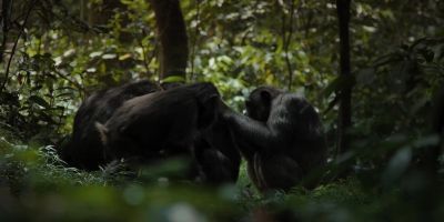 Peace has been temporarily restored. - Chimp Empire