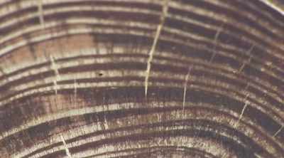 Pearson:
In every single tree ring, - Mysteries of the Deep