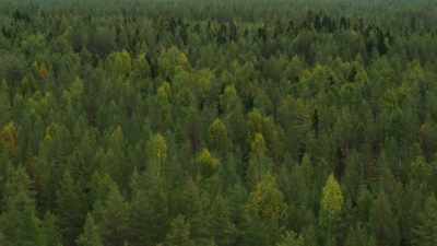 (pecking) - Wild Nordic