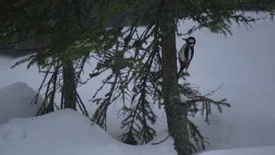 -(pecking)
-The woodpeckers keep pecking. - Wild Nordic