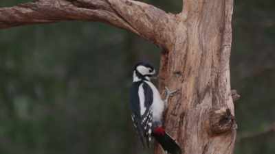 (pecking) - Wild Nordic