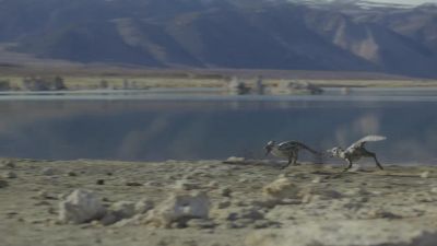 Pectinodon are particularly intelligent dinosaurs. - Prehistoric Planet