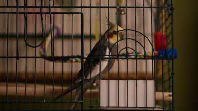 Peek-a-boo! I see you! Squawk!
[whistles] - The Jane Mysteries: Too Much to Lose
