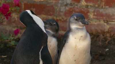 Penguin parents figured this out long ago. - Penguin Town